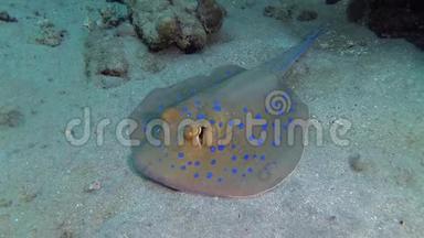 <strong>红海</strong>的鱼，泰尼乌拉兰玛斑点彩带尾线躺在沙滩上，或漂浮在<strong>红海</strong>礁的珊瑚中